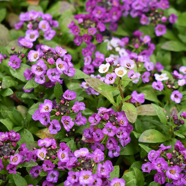 close up shot of purple alyssum