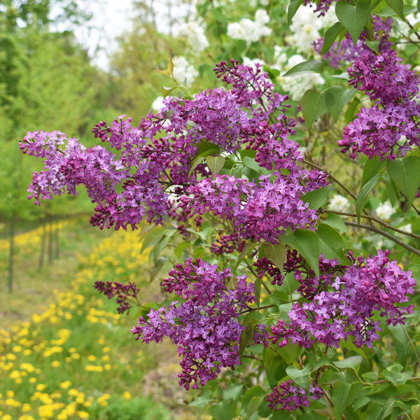 purple lilacs in front of field rows with dandelions