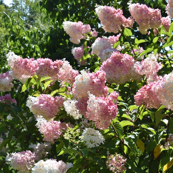 white and pink hydrangea flowers