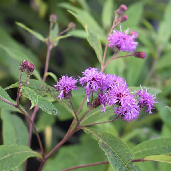 purple pompom-like flowers with slender green foliage