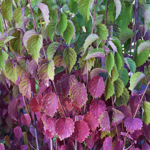 stems of a viburnum bush with a gradient of foliage from green to purple