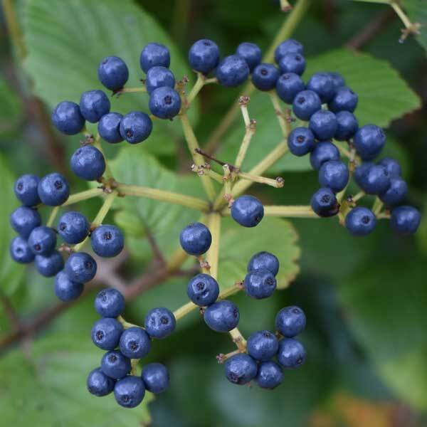 Deciduous shrub with glossy green foliage and clusters of blue berries