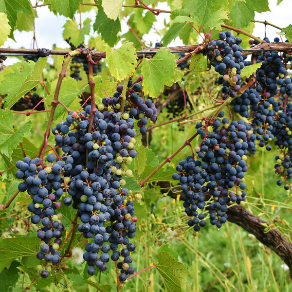 dark blue grapes on a vine with vibrant foliage