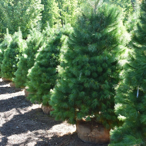 line of balled and burlapped evergreen trees
