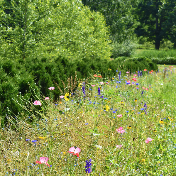 a colorful flower meadow in front of a line of small evergreens
