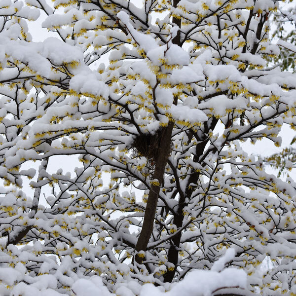 blooming witch hazel shrub covered in snow with bird nest