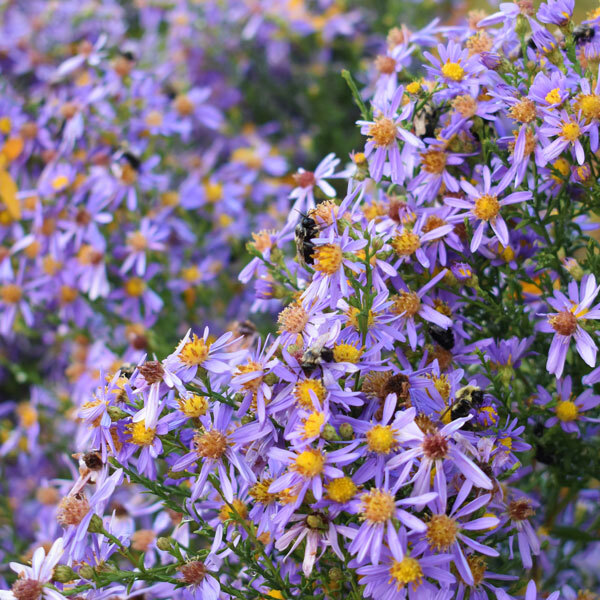 bees laying on purple aster laevis blooms