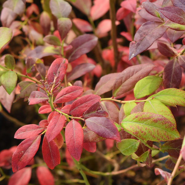 red, purple and green foliage 