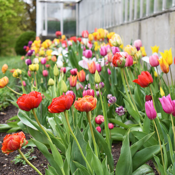 row of tulips blooming in a garden bed