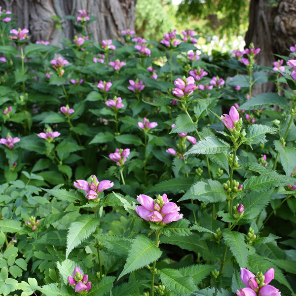 upright perennial in garden with pink flower clusters and dark foliage