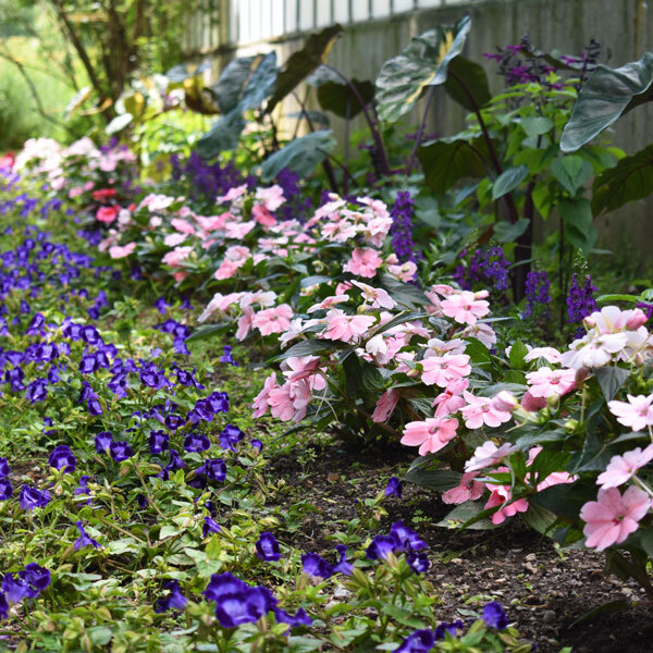 planted annuals in a garden bed of varying heights