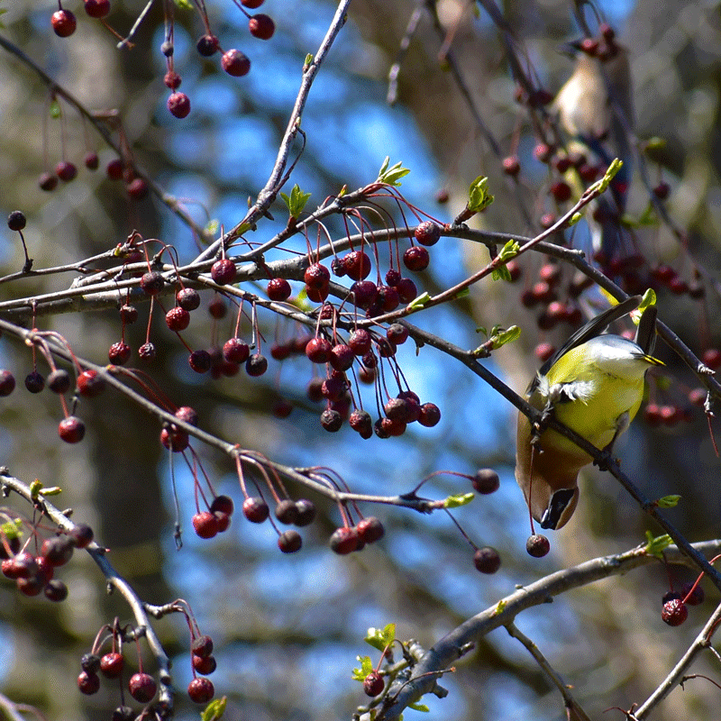 a small bird eats fruit from a crabapple tree