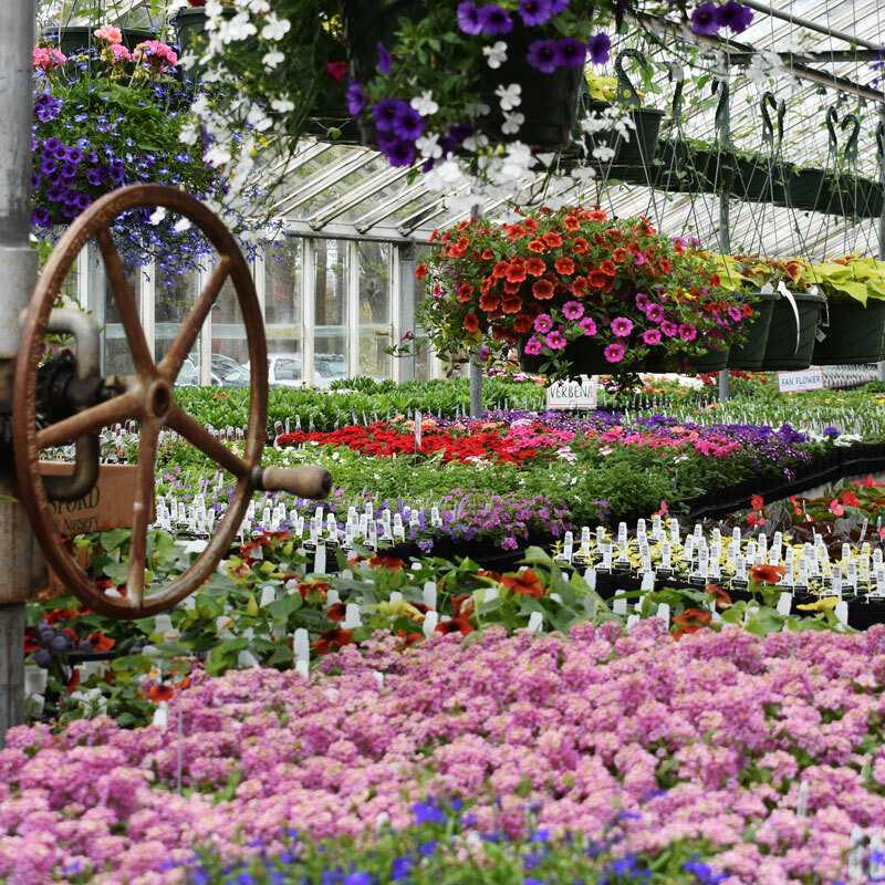 inside of a greenhouse with rows of annuals and hanging baskets