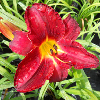 89bd0f25web-horsford-