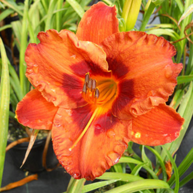 houseonthehill yellowflower ロンティ 80サイズ Hemerocallis 'Mighty Chestnut' - Horsford Gardens and Nursery