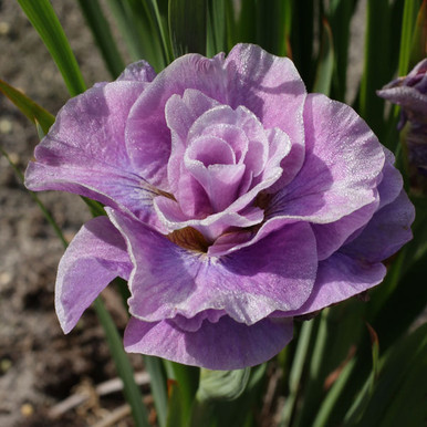 60dff145web.600.-Iris-siberica
