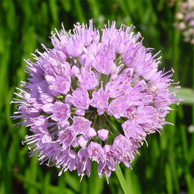 ［新品］SLOTHREAT Allium Allium 'Summer Beauty' - Horsford Gardens and Nursery