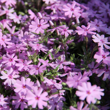 Phlox subulata 'Fort Hill' - Horsford Gardens and Nursery