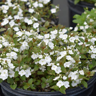 Veronica x 'Whitewater' - Horsford Gardens and Nursery