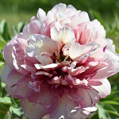 Peony Van Zyverden Peony Felix Crousse, Red Blooms, Perennial Plant