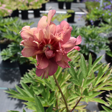 Paeonia Itoh x 'Julia Rose' - Horsford Gardens and Nursery
