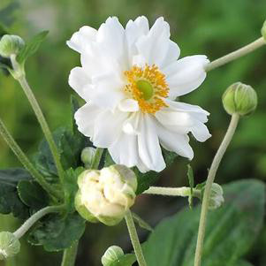 Anemone x hybrida 'Whirlwind' - Horsford Gardens and Nursery