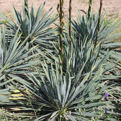 Le Yucca’s Yucca filamentosa 'Excalibur' | Walters Gardens, Inc.