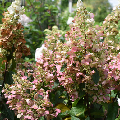Image of Mini Hydrangea Paniculata Pinky Winky