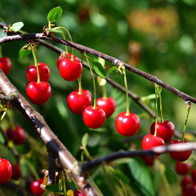 Prunus cerasus 'Northstar' - Horsford Gardens and Nursery