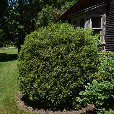 Buxus x microphylla 'Green Mountain' - Horsford Gardens and Nursery