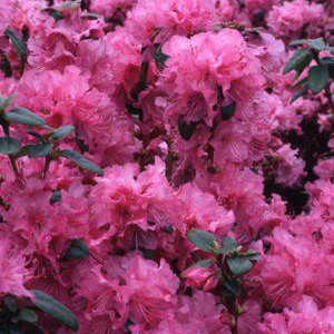 thuja 100 120 'Emerald Green' Arborvitae (aka 'Smaragd') main image 1