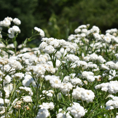 Achillea 'Peter Cottontail'