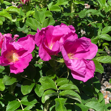 Rosa rugosa - Horsford Gardens and Nursery