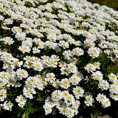Iberis 'Snowsurfer Forte' - Horsford Gardens and Nursery