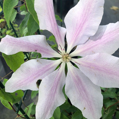 c4f39935web-horsford-clematis-