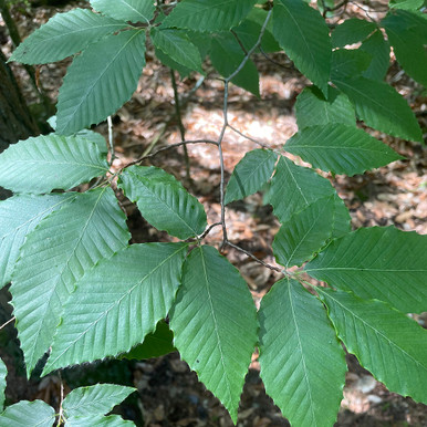 Fagus grandifolia - Horsford Gardens and Nursery