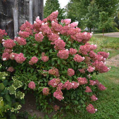 Hydrangea paniculata 'Vanilla Strawberry' - Horsford Gardens and