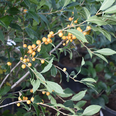 Ilex verticillata 'Berry Heavy Gold' - Horsford Gardens and Nursery