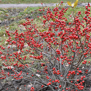 berry ꕤ︎︎·͜· Ilex verticillata 'Red Sprite' - Horsford Gardens and Nursery