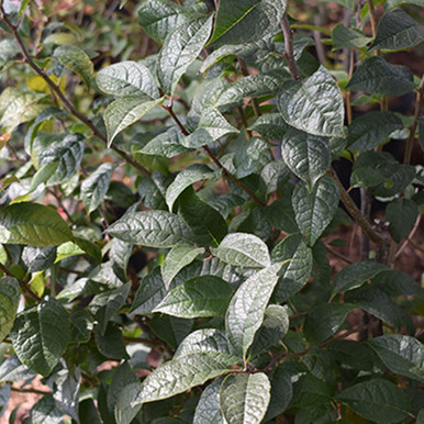 Ilex x verticillata 'Apollo' - Horsford Gardens and Nursery
