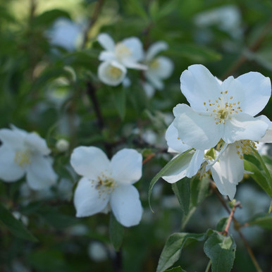 Philadelphus lewisii 'Blizzard' - Horsford Gardens and Nursery