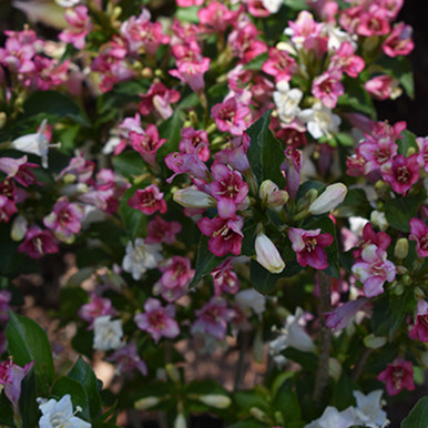 21cc26f1web-horsford-weigela-