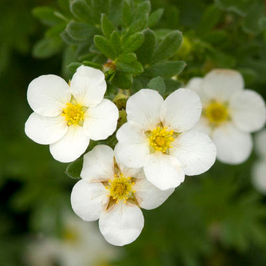 Potentilla fruticosa 'McKay's White' - Horsford Gardens and Nursery