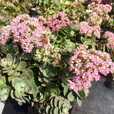 Sedum 'Lime Zinger' - Horsford Gardens and Nursery