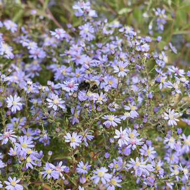 Aster cordifolius 'Avondale'
