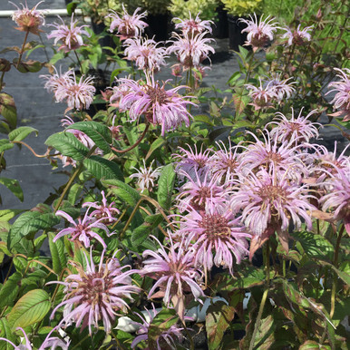 7d750572web-horsford-monarda-