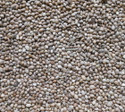 Johnston & Jeff Hemp Seed 12.5kg