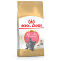 RC British Short Hair Kitten