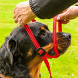 Gencon All In 1 Clip to Collar Headcollar & Lead Red/Black