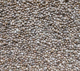 Johnston & Jeff Hemp Seed 12.5kg